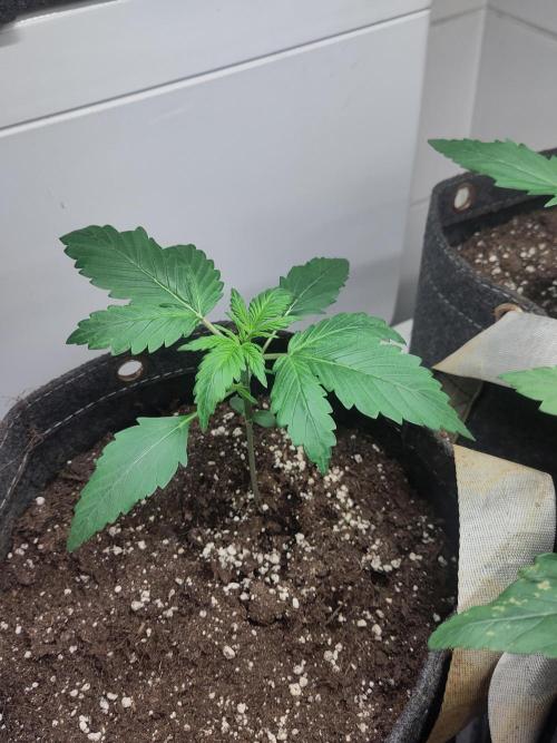 2. Run Lemon Cherry Cookies. Week 2