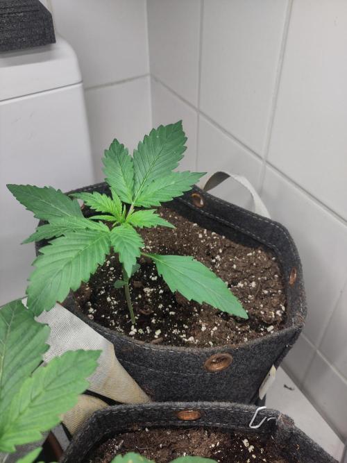 2. Run Lemon Cherry Cookies. Week 2