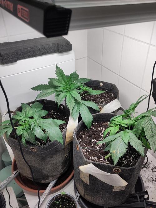 2. Run Lemon Cherry Cookies. Week 3