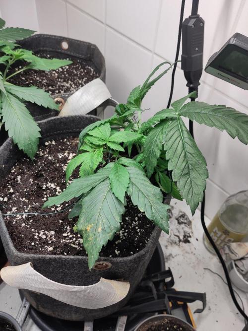 2. Run Lemon Cherry Cookies. Week 3