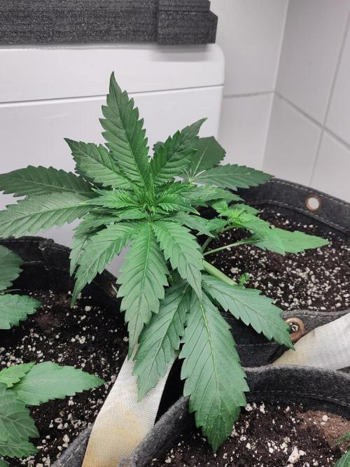 2. Run Lemon Cherry Cookies. Week 3