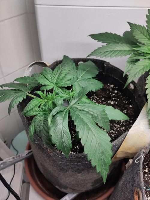 2. Run Lemon Cherry Cookies. Week 3