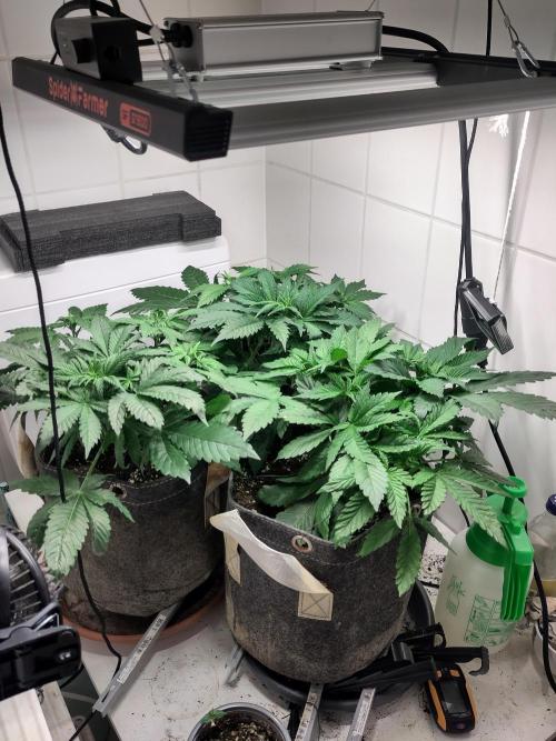 2. Run Lemon Cherry Cookies. Week 4