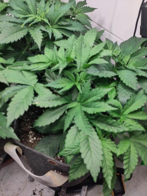 2. Run Lemon Cherry Cookies. Week 4