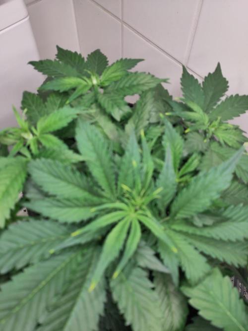 2. Run Lemon Cherry Cookies. Week 4