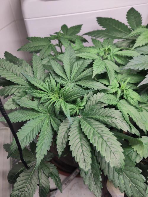 2. Run Lemon Cherry Cookies. Week 4