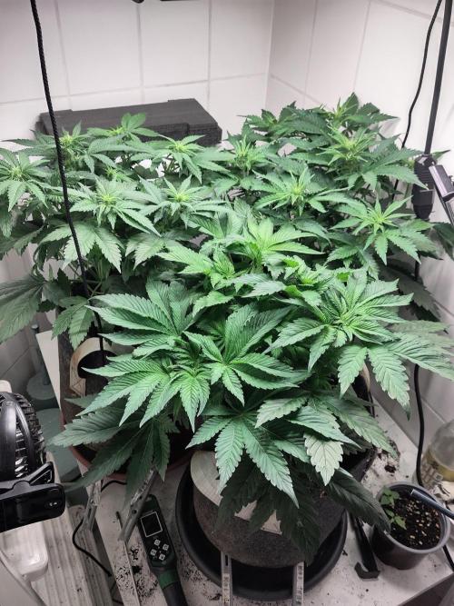 2. Run Lemon Cherry Cookies. Week 5