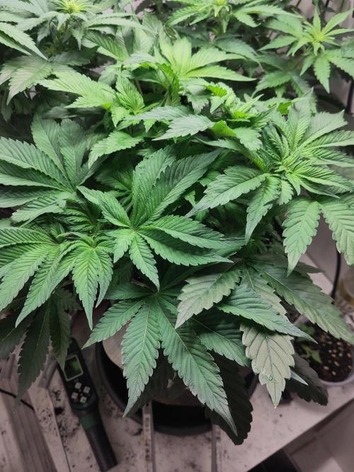 2. Run Lemon Cherry Cookies. Week 5