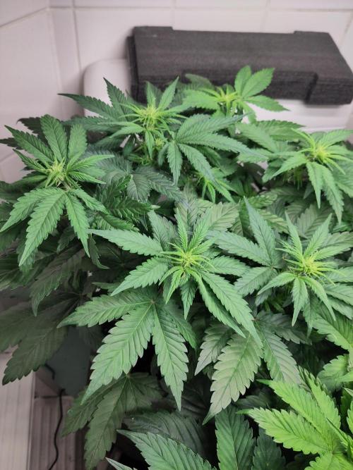 2. Run Lemon Cherry Cookies. Week 5