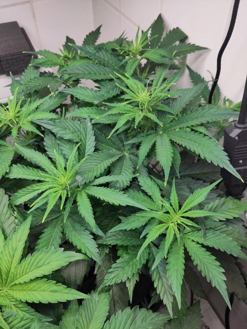 2. Run Lemon Cherry Cookies. Week 5