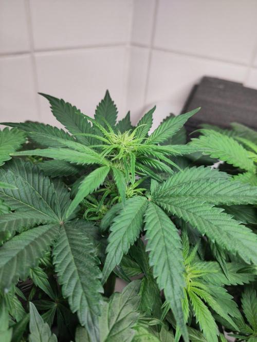 2. Run Lemon Cherry Cookies. Week 5