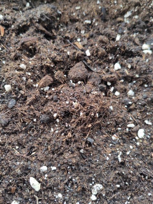 Outdoor Jack Herer Auto. Week 0