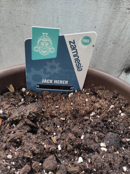 Outdoor Jack Herer Auto. Week 0
