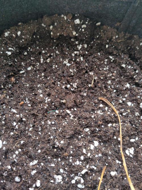 Outdoor Jack Herer Auto. Week 0