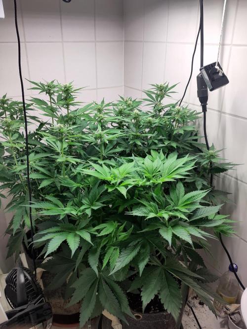 2. Run Lemon Cherry Cookies. Week 6