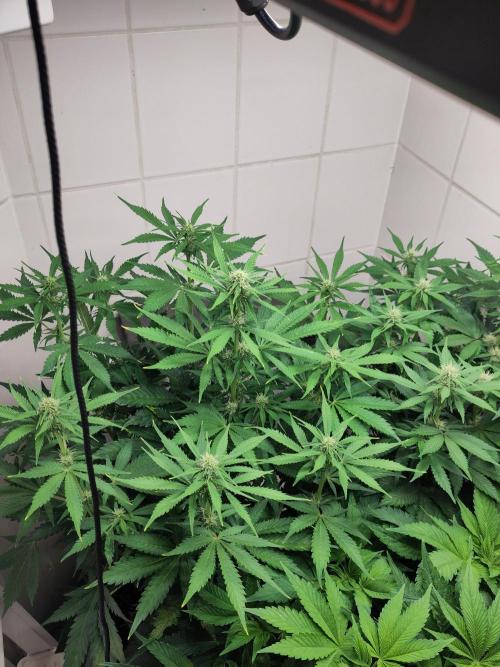 2. Run Lemon Cherry Cookies. Week 6