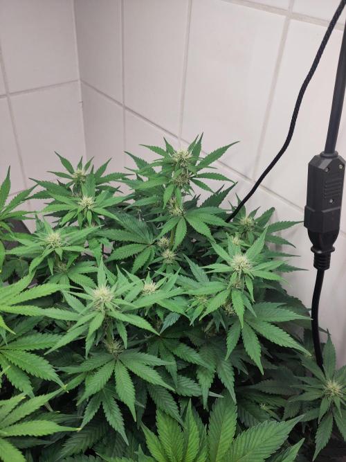 2. Run Lemon Cherry Cookies. Week 6