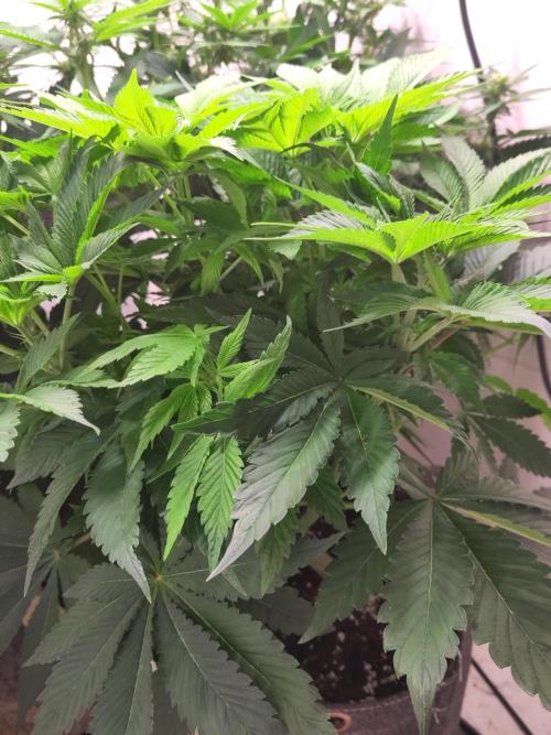 2. Run Lemon Cherry Cookies. Week 6