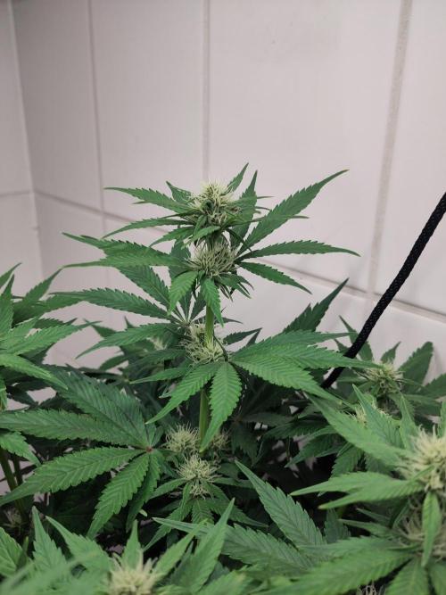 2. Run Lemon Cherry Cookies. Week 6