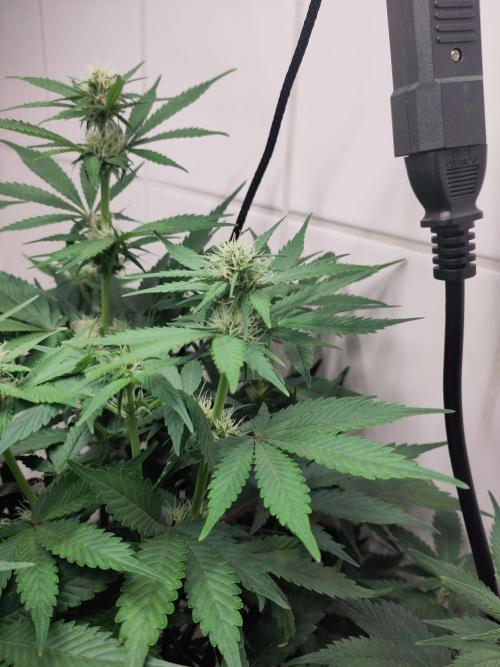 2. Run Lemon Cherry Cookies. Week 6