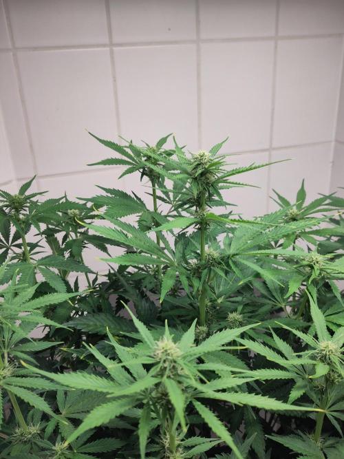 2. Run Lemon Cherry Cookies. Week 6