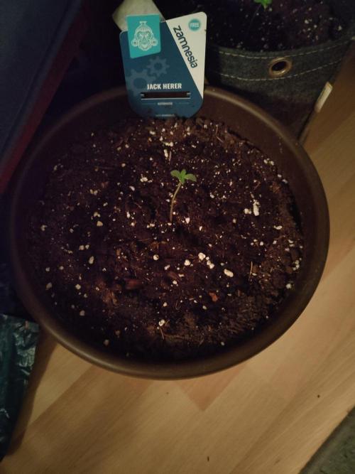 Outdoor Jack Herer Auto. Week 1