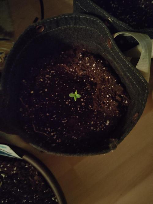 Jack Herer Automatic. Week 1