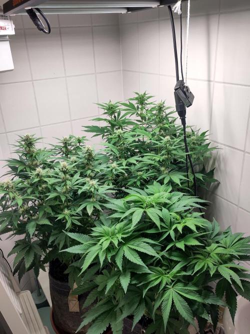 2. Run Lemon Cherry Cookies. Week 7