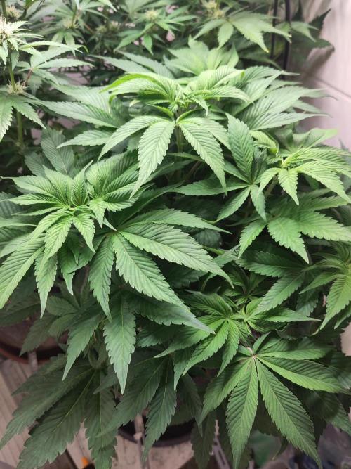 2. Run Lemon Cherry Cookies. Week 7