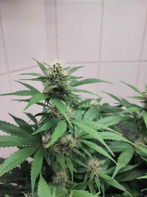 2. Run Lemon Cherry Cookies. Week 7