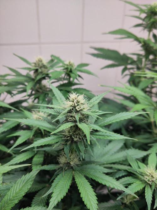 2. Run Lemon Cherry Cookies. Week 7