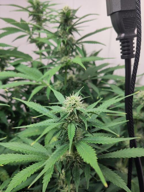 2. Run Lemon Cherry Cookies. Week 7