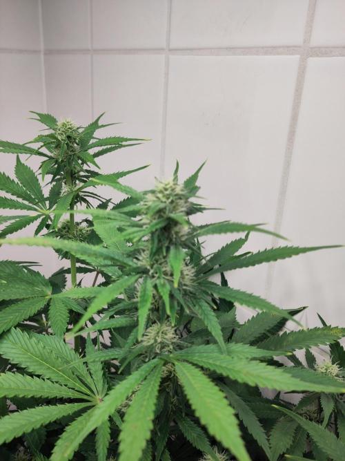 2. Run Lemon Cherry Cookies. Week 7