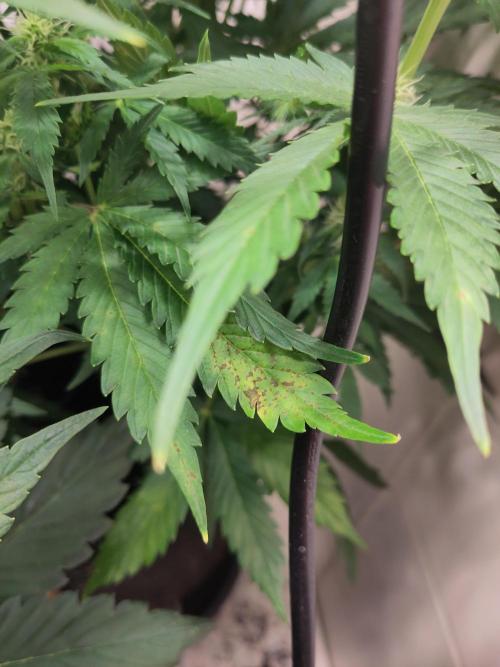 2. Run Lemon Cherry Cookies. Week 7