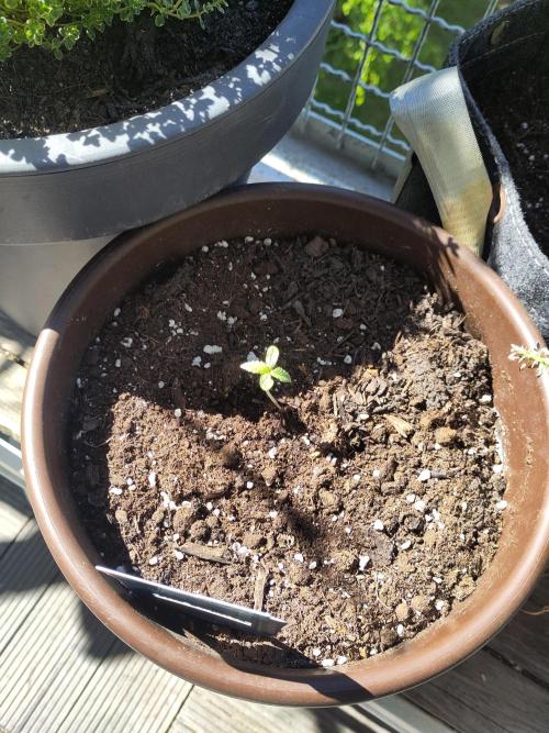 Outdoor Jack Herer Auto. Week 2