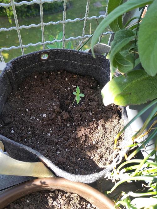 Outdoor Jack Herer Auto. Week 2