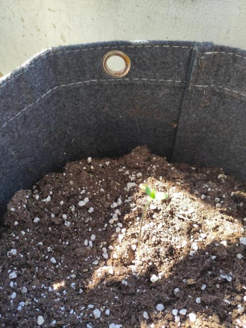 Outdoor Lemon Haze. Week 1