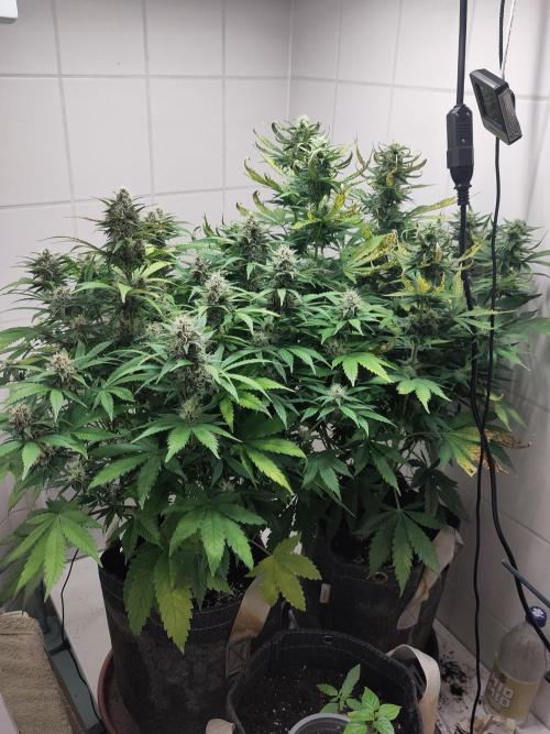 2. Run Lemon Cherry Cookies. Week 8
