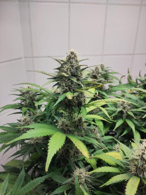 2. Run Lemon Cherry Cookies. Week 8