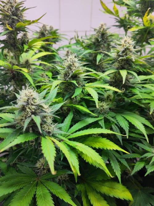 2. Run Lemon Cherry Cookies. Week 8