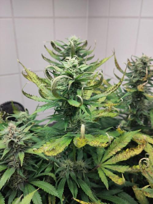 2. Run Lemon Cherry Cookies. Week 8