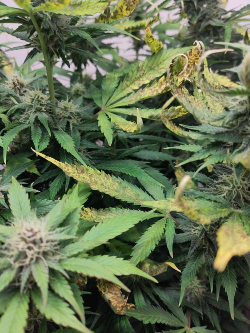 2. Run Lemon Cherry Cookies. Week 8