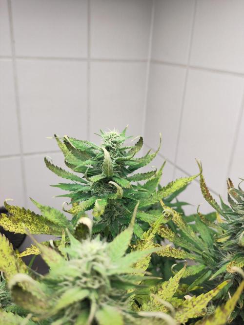 2. Run Lemon Cherry Cookies. Week 8