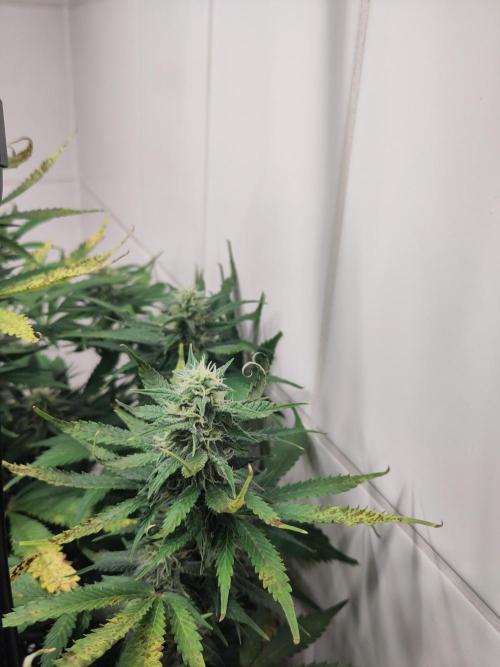 2. Run Lemon Cherry Cookies. Week 8