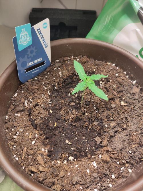 Outdoor Jack Herer Auto. Week 3