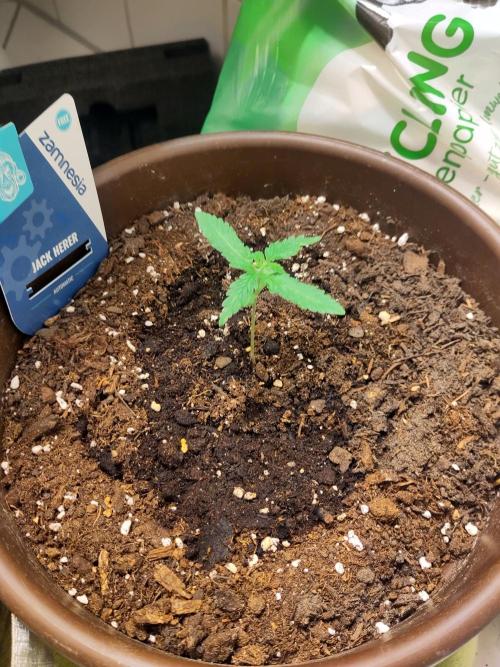 Outdoor Jack Herer Auto. Week 3