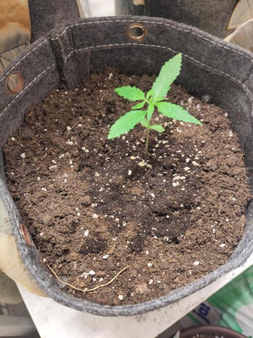 Outdoor Jack Herer Auto. Week 3