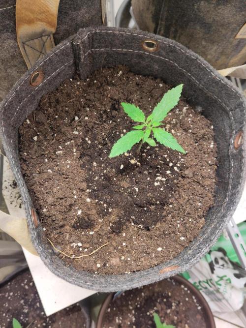 Jack Herer Automatic. Week 3