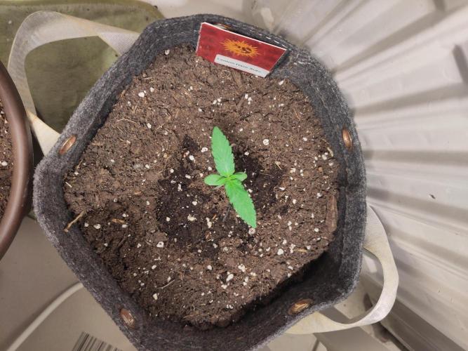 Outdoor Lemon Haze. Week 2