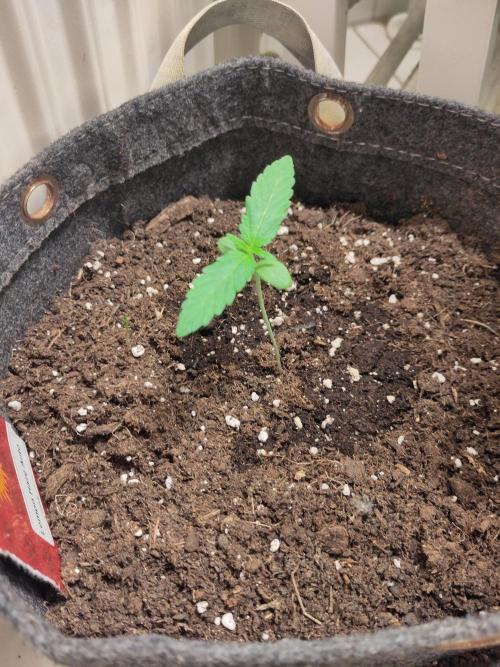 Lemon Haze Auto. Week 2